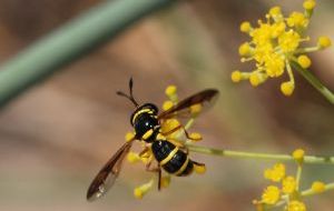 A pollen wasp landing on a yellow flower 