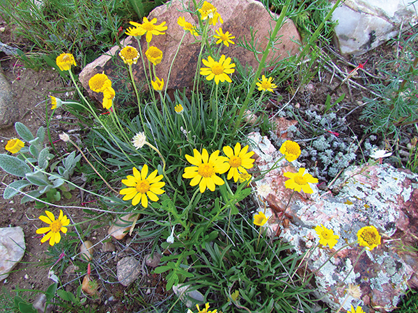 A picture of a yellow flowering stemless four-nerve daisy 