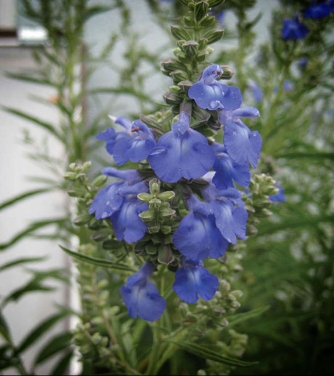 image of a flowering blue sage plant 