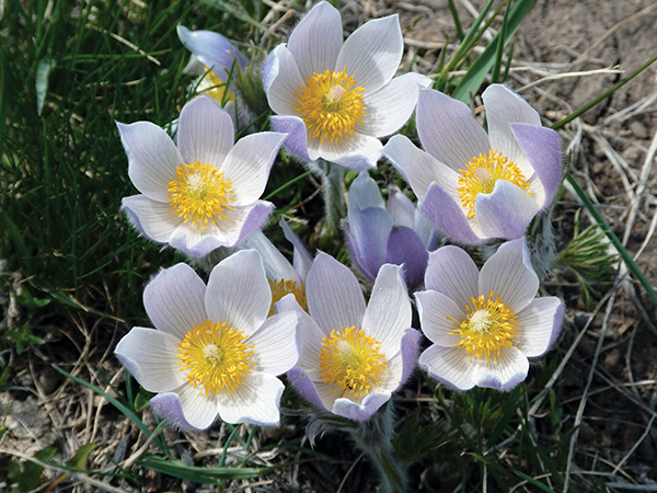 A photo of some pasque flowers 