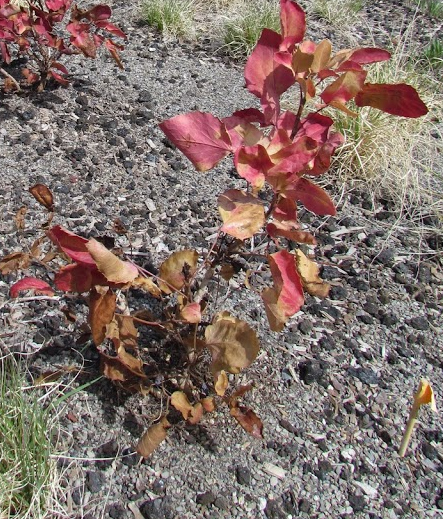 Oregon Grape shrub in fall colors 