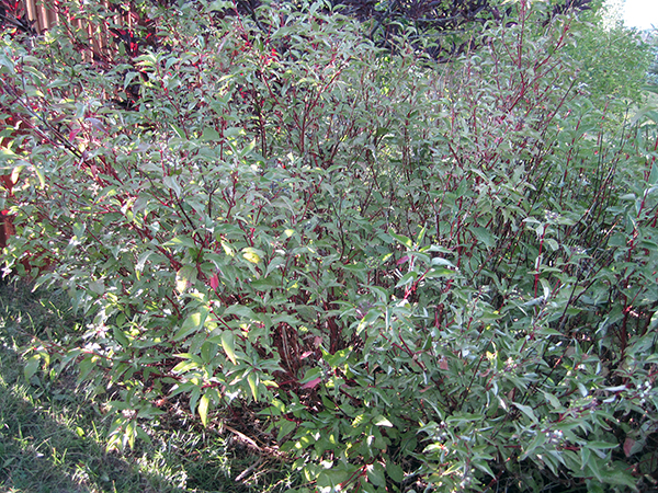 Photo of a Redosier Dogwood shrub 