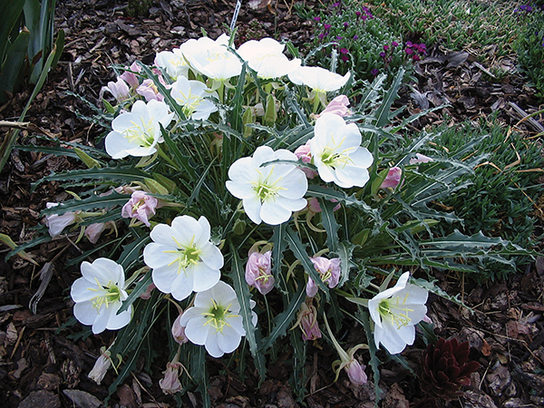 A photo of a blooming tufted evening primrose 