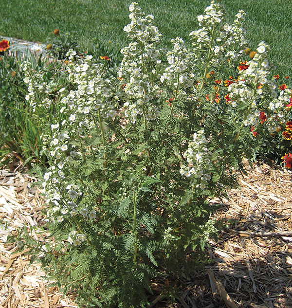 A picture of a Fernbush shrub 