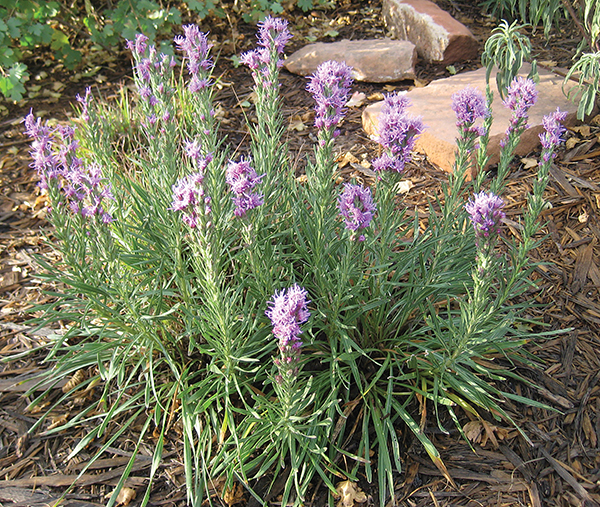  photo of purple blooming dotted blazing star 