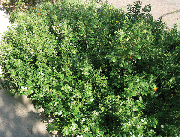 Photo of a skunkbush shrub