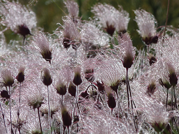  picture of prairie smoke plants 