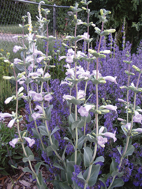 photo of a large penstemon 