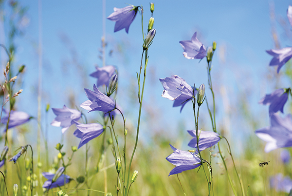 A photo of some blooming harebells 