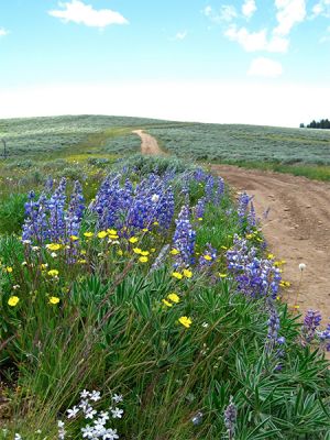 Wildflowers on the side of a dirt road. 