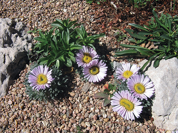 Photo of some purple Easter Daisies 