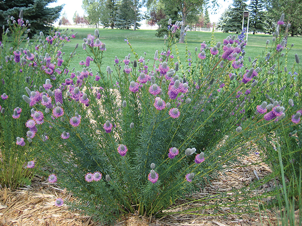 A photo of a group of purple prairie clover plants 