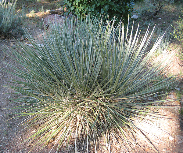 a picture of a yucca plant 