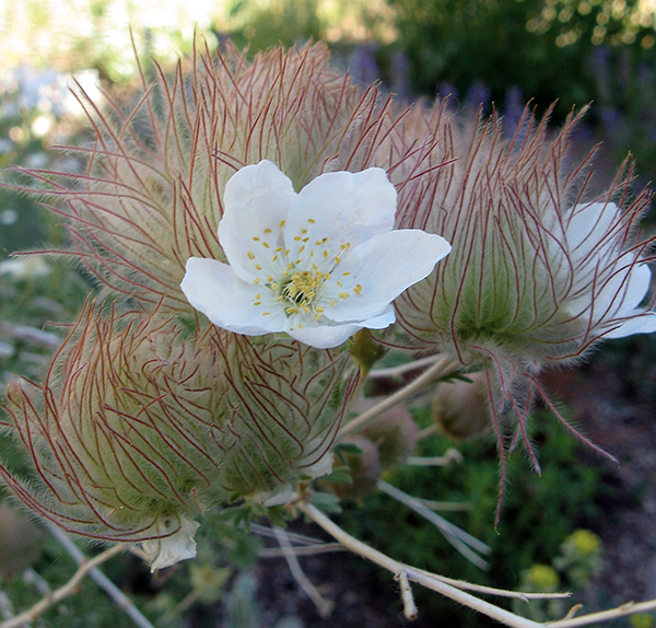 A close up picture of a blooming flower on an apache plume shrub 