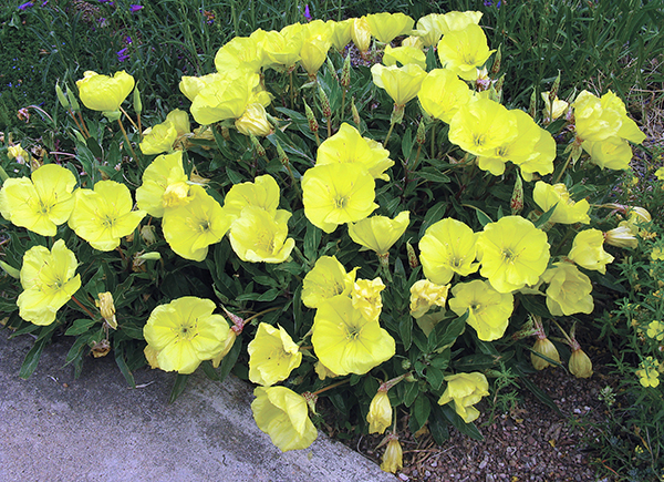 A picture of a yellow Missouri evening primrose plant